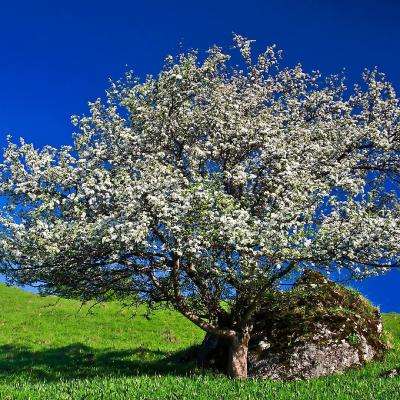 大发国际app下载